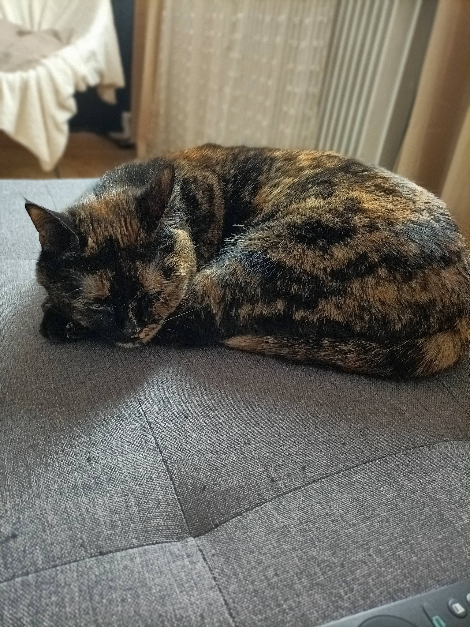 Rosette participe au concours pour gagner de l'argent avec cette photo : carnivore, cat, claw, comfort, domestic_short_haired_cat, felidae, flooring, fur, grey, nap, paw, sitting, sleep, small_to_medium_sized_cats, snout, tail, terrestrial_animal, tree, whiskers