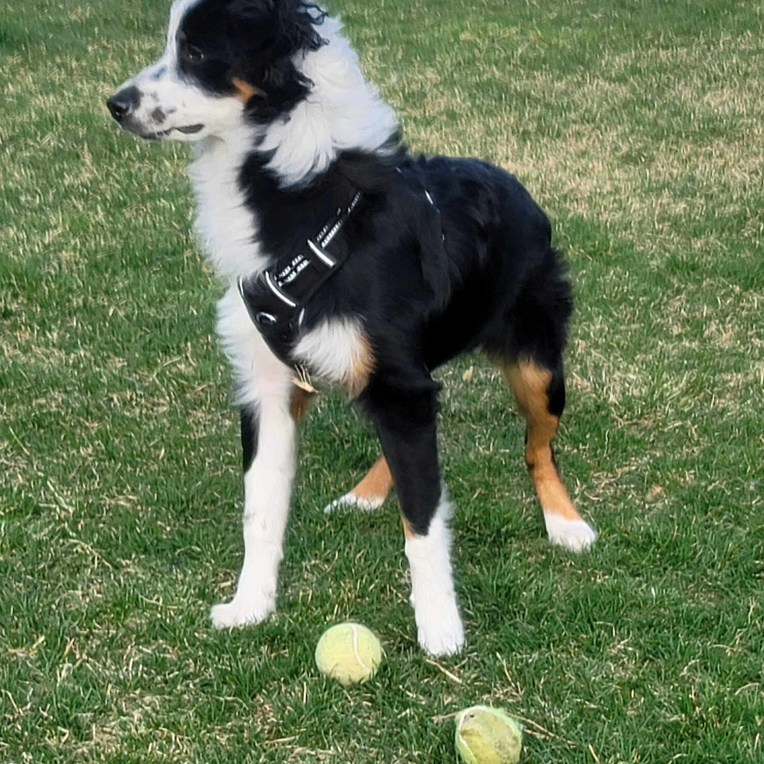 Dudley joined the competition — help win amazing prizes! dog, grass, tennis_ball, outdoor, pet, animal, black_and_white, tan, fur, harness, playful, alert, standing, canine, nature, field, daylight, sport, toy, young_dog