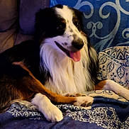 Dudley is registered to the contest to win money with this photo: dog, indoor, couch, blanket, pet, relaxed, tongue_out, fur, comfort, seated, brown, white, black, decor, patterned, animal, companion, cozy, happy, home