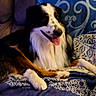 dog, indoor, couch, blanket, pet, relaxed, tongue_out, fur, comfort, seated, brown, white, black, decor, patterned, animal, companion, cozy, happy, home