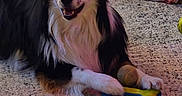 Dudley joined the competition — help win amazing prizes! dog, black_and_white, carpet, blanket, tennis_balls, toy, floor, indoor, pet, playful, furry, animal, cute, smiling, relaxed, home, cozy, resting, canine, domestic