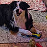 dog, black_and_white, carpet, blanket, tennis_balls, toy, floor, indoor, pet, playful, furry, animal, cute, smiling, relaxed, home, cozy, resting, canine, domestic