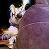Dudley is registered to the contest to win money with this photo: dog, couch, purple, pet, indoor, resting, snuggling, fur, closeup, relaxed, tongue_out, black_and_white, spot, cozy, paw, animal, companion, domestic, cute, sleepy
