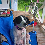 Haley May joined the competition — help win amazing prizes! dog, black_and_white, collar, chair, porch, wooden_floor, outdoor, greenery, bucket, folding_chair, pet, relaxed, sitting, canine, nature, daylight, quiet, residential, house, metal_frame