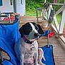 dog, black_and_white, collar, chair, porch, wooden_floor, outdoor, greenery, bucket, folding_chair, pet, relaxed, sitting, canine, nature, daylight, quiet, residential, house, metal_frame