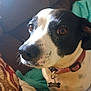 Haley May is registered to the contest to win money with this photo: dog, pet, close_up, black_and_white, collar, indoor, couch, blanket, fur, animal, cute, portrait, canine, domestic_animal, whiskers, snout, relaxed, comfort, brown_eyes, home