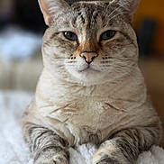 Kitty is registered to the contest to win money with this photo: cat, tabby, pet, animal, feline, whiskers, paws, fur, indoor, blanket, relaxed, portrait, closeup, cute, domestic_cat, mammal, sleepy, soft, cozy, resting