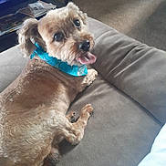 Teddy Bear is registered to the contest to win money with this photo: dog, pet, indoor, couch, brown_fur, bandana, happy, tongue_out, small_dog, fur, tail, paw, eyes, snout, ears, carpet, table, magazines, relaxed, domestic