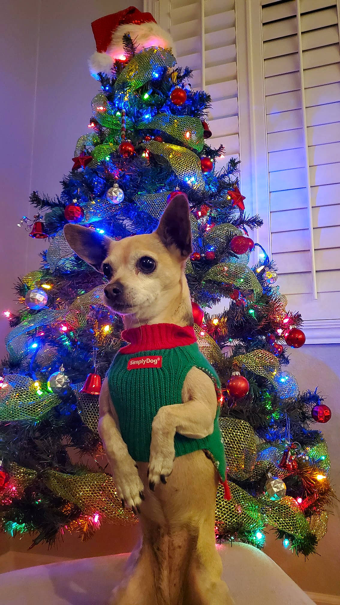 Maya is registered to the contest to win money with this photo: blue, carnivore, christmas, christmas_decoration, christmas_ornament, christmas_tree, conifer, dog, event, evergreen, fawn, green, holiday, holiday_ornament, light, mammal, ornament, tradition, tree, woody_plant