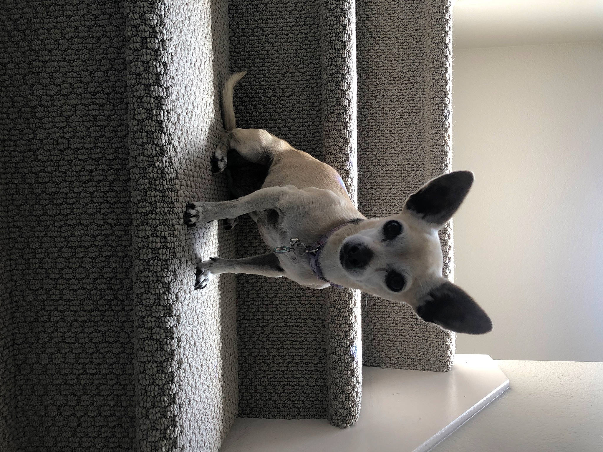 Maya joined the competition — help win amazing prizes! carnivore, companion_dog, dog, dog_breed, dog_supply, fawn, grey, monochrome, monochrome_photography, pet_supply, room, shadow, snout, sporting_group, stuffed_toy, toy, toy_dog, whiskers, window, working_animal
