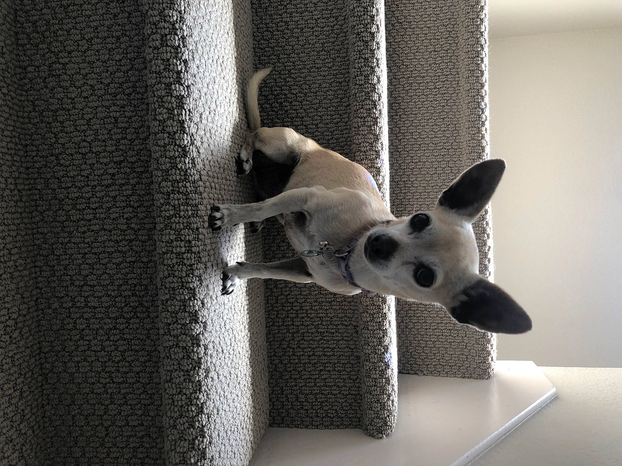 Maya joined the competition — help win amazing prizes! art, carnivore, companion_dog, dog, dog_breed, fawn, grey, monochrome, monochrome_photography, room, snout, still_life_photography, stuffed_toy, table, tail, toy, toy_dog, whiskers, window, wood