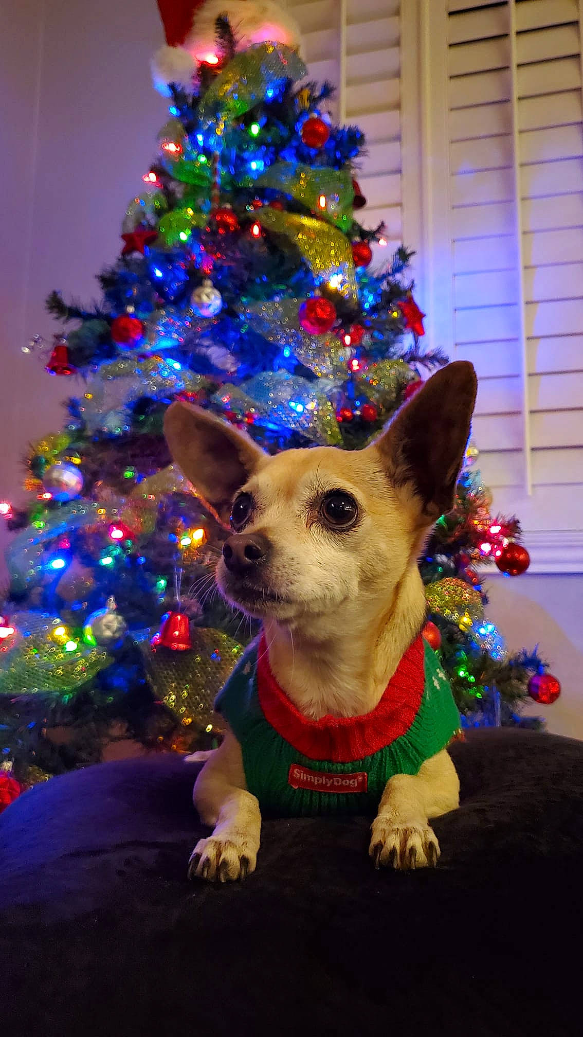 Maya is registered to the contest to win money with this photo: carnivore, christmas, christmas_decoration, christmas_ornament, christmas_tree, companion_dog, cone, costume_hat, dog, event, evergreen, fawn, green, holiday, holiday_ornament, light, party_hat, plant, tree, whiskers