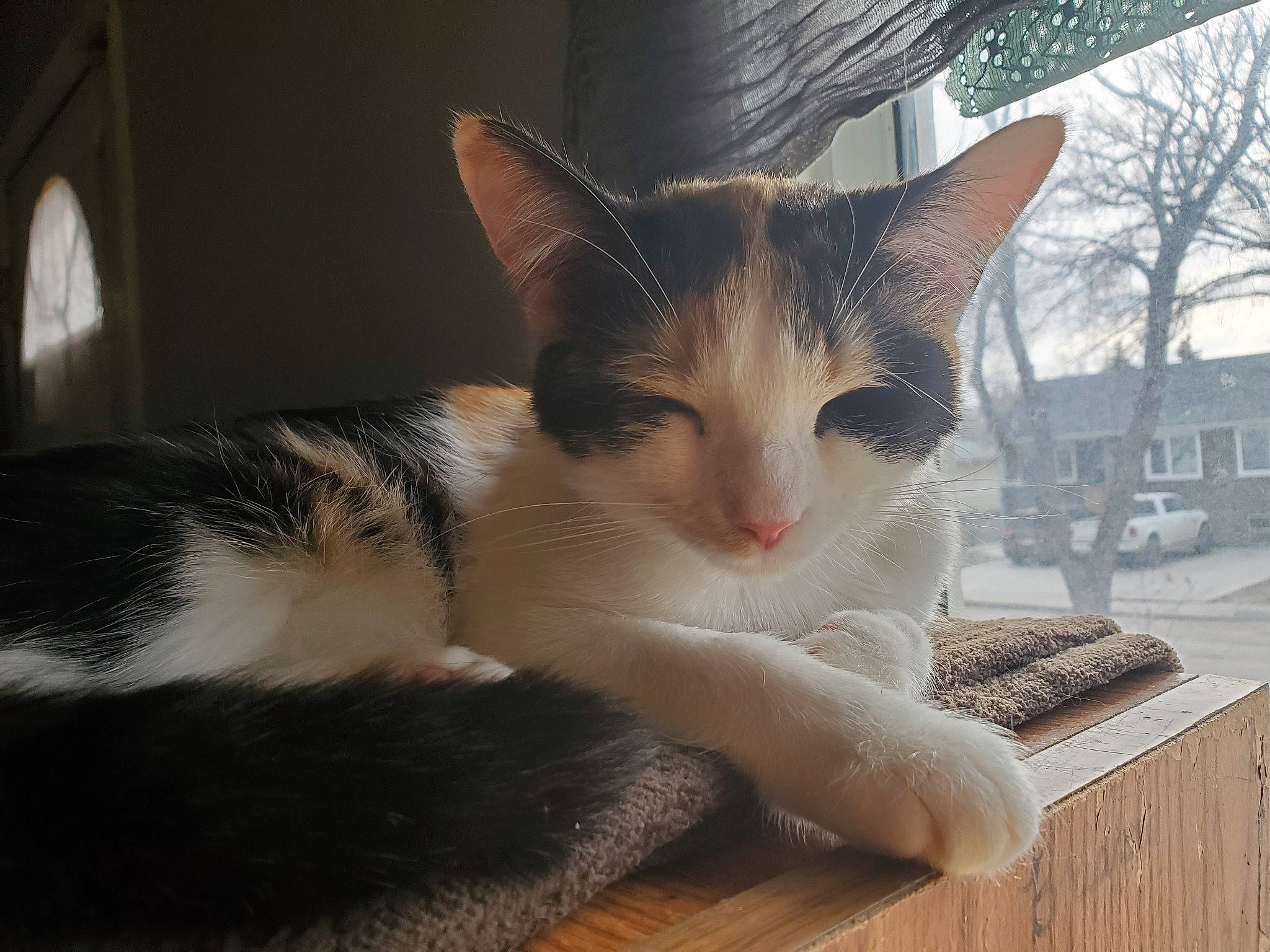 Peaches is registered to the contest to win money with this photo: building, carnivore, cat, claw, comfort, domestic_short_haired_cat, felidae, foot, fur, hardwood, paw, plant, sitting, small_to_medium_sized_cats, snout, tail, tree, whiskers, window, wood