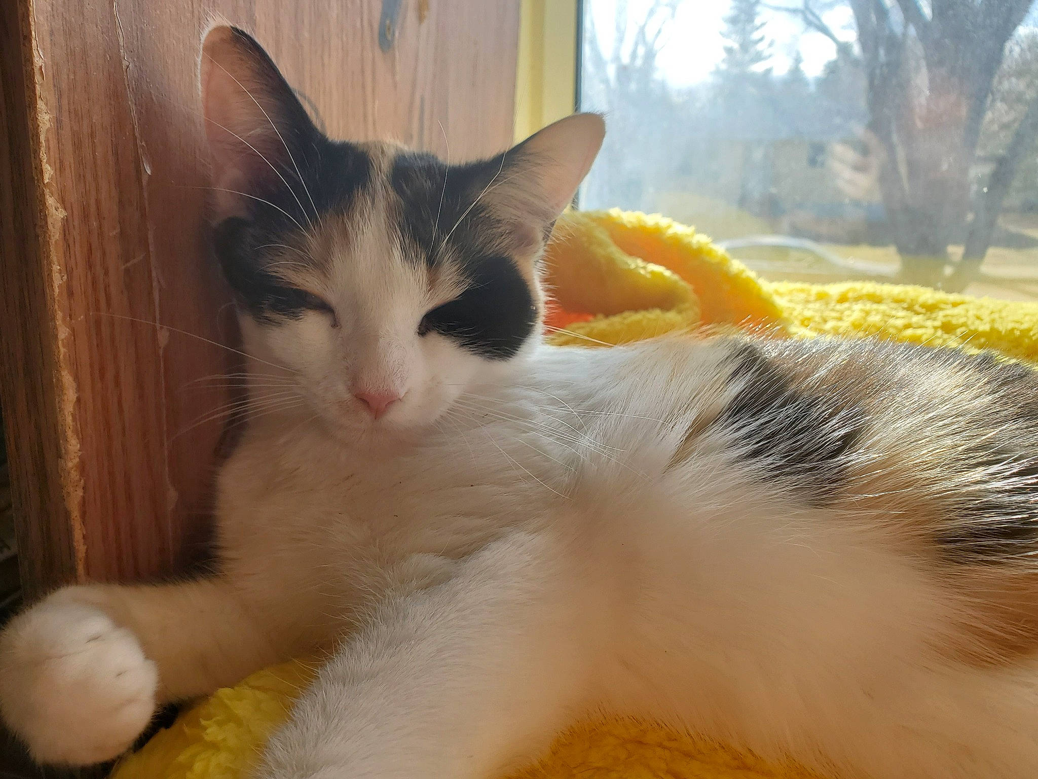 Peaches joined the competition — help win amazing prizes! carnivore, cat, claw, comfort, domestic_short_haired_cat, fawn, felidae, foot, fur, paw, plant, sitting, small_to_medium_sized_cats, snout, tail, tree, whiskers, window, wood