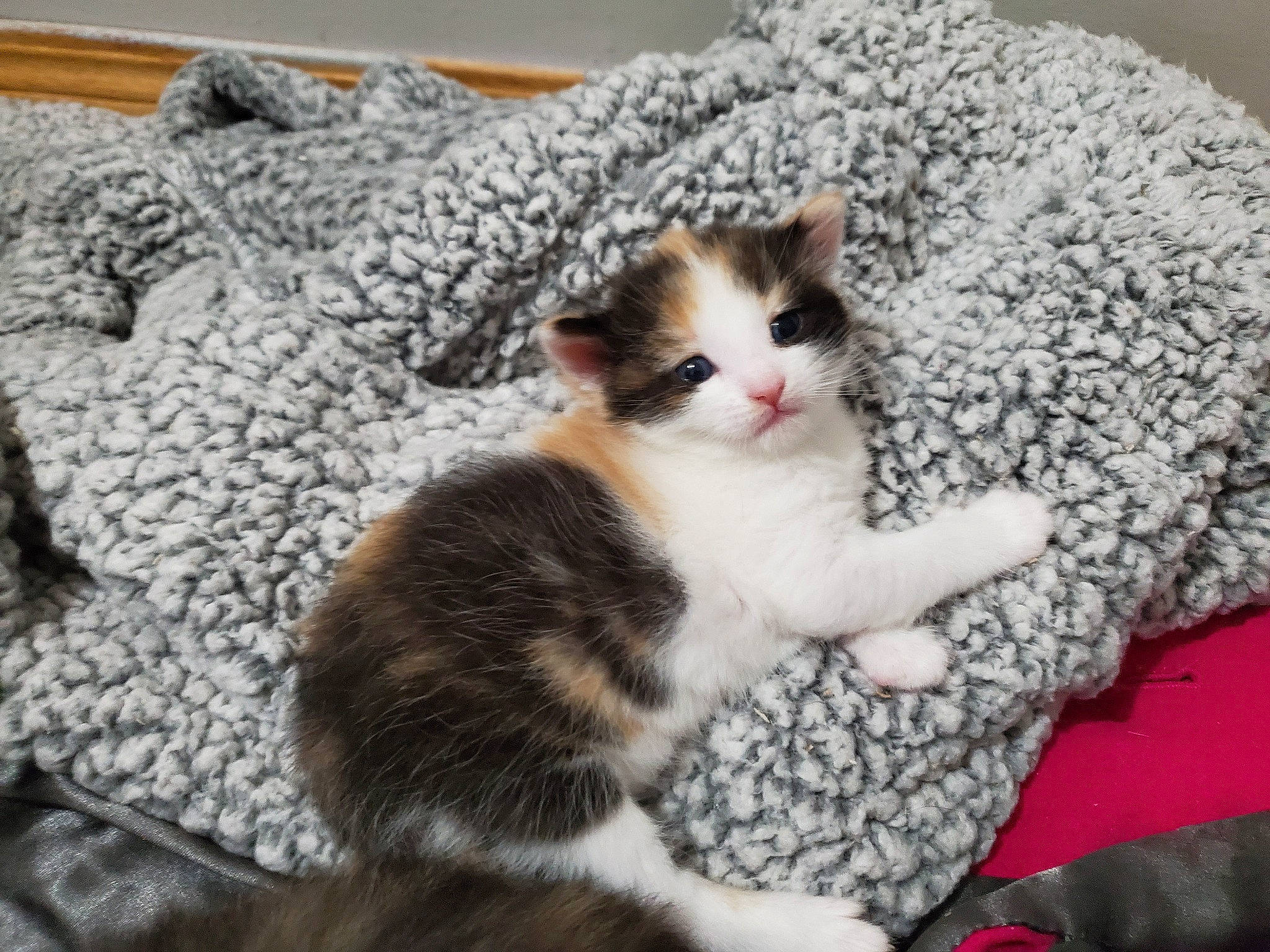 Peaches is registered to the contest to win money with this photo: carnivore, cat, cat_supply, claw, comfort, couch, domestic_short_haired_cat, felidae, fur, grey, linens, pattern, paw, small_to_medium_sized_cats, snout, tail, tree, whiskers, wood