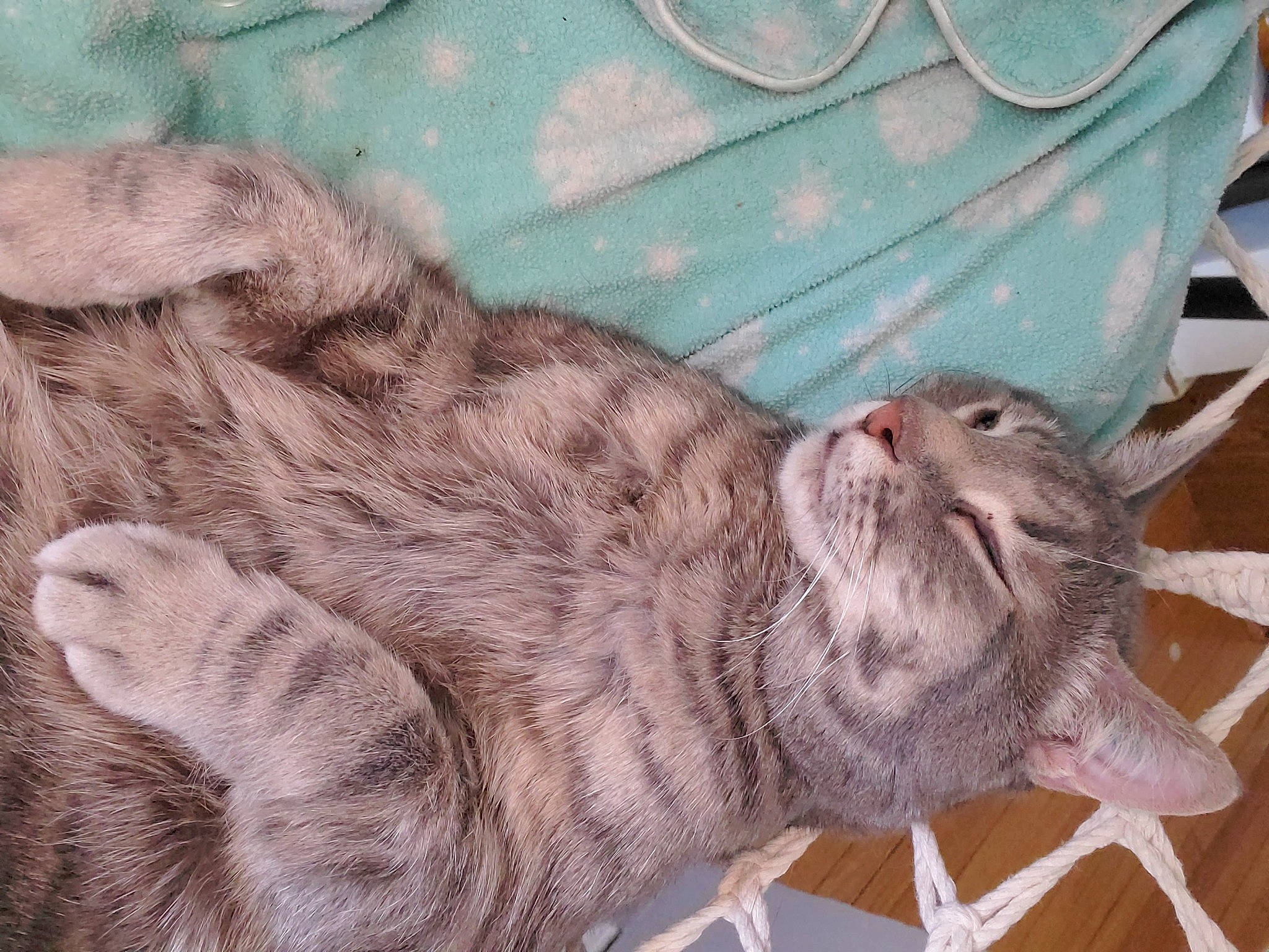 Leonard joined the competition — help win amazing prizes! art, carnivore, cat, claw, comfort, domestic_short_haired_cat, fawn, felidae, fur, liver, nap, paw, small_to_medium_sized_cats, snout, sporting_group, tail, terrestrial_animal, whiskers, wildlife, wrinkle