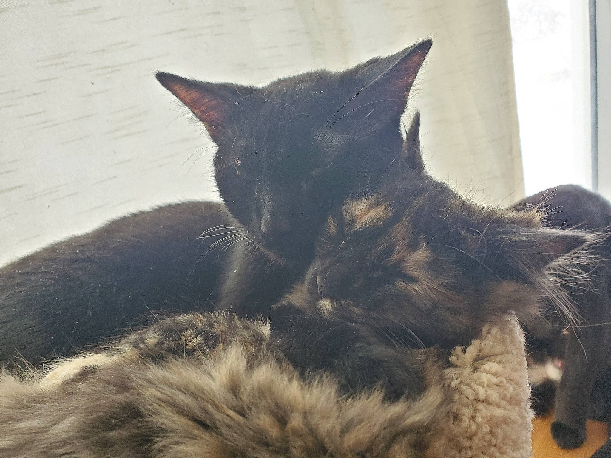 Chewie is registered to the contest to win money with this photo: black_cat, bombay, carnivore, cat, claw, comfort, domestic_short_haired_cat, ear, felidae, fur, nap, paw, sleep, small_to_medium_sized_cats, snout, tail, whiskers