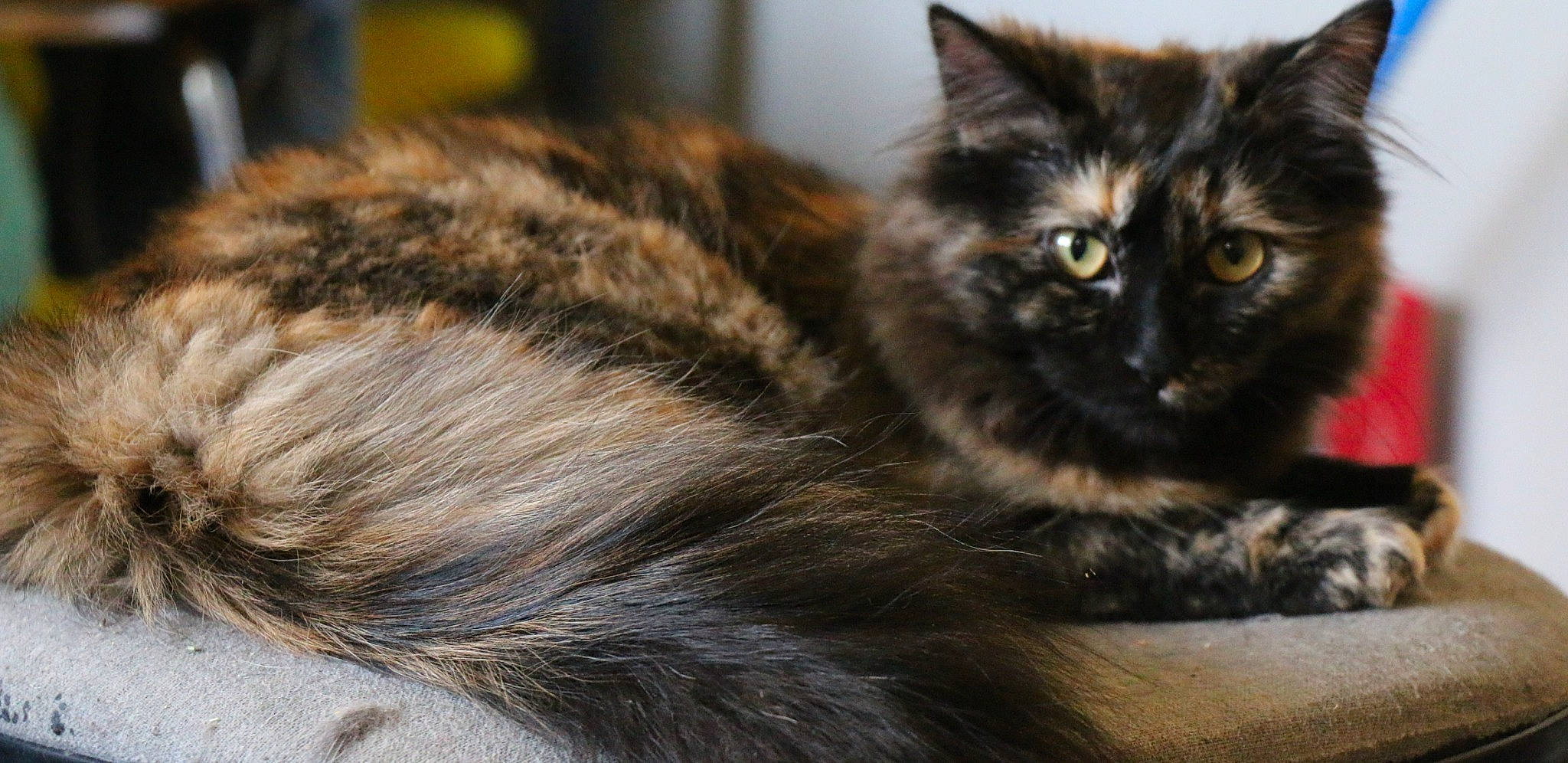 Chewie joined the competition — help win amazing prizes! black_cat, carnivore, cat, claw, domestic_short_haired_cat, felidae, fur, paw, small_to_medium_sized_cats, snout, tail, terrestrial_animal, tree, whiskers