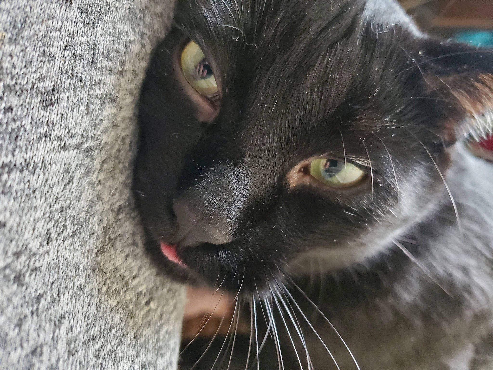 Kol joined the competition — help win amazing prizes! black_cat, bombay, carnivore, cat, domestic_short_haired_cat, felidae, fur, small_to_medium_sized_cats, terrestrial_animal, whiskers