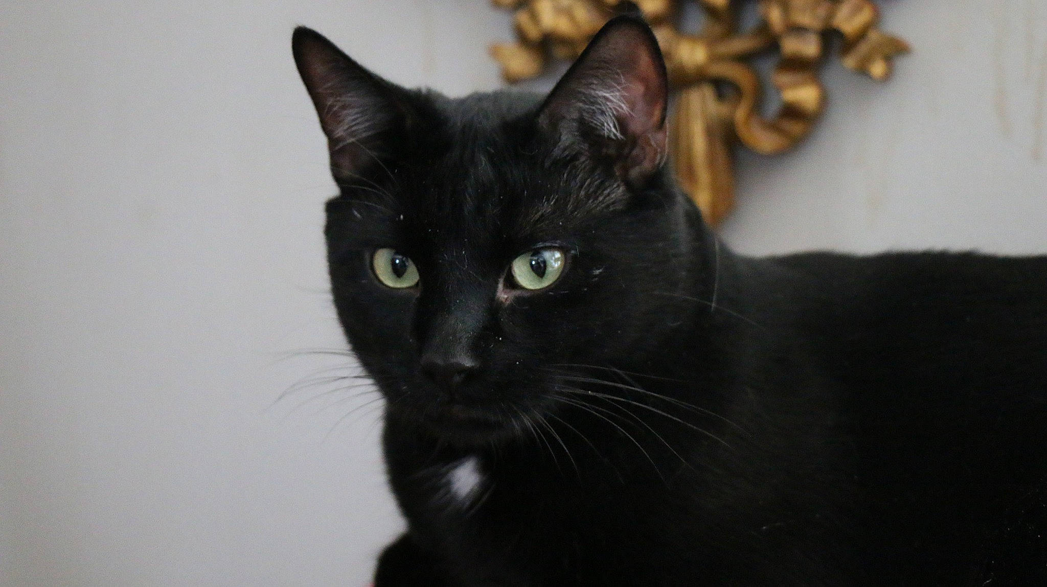 Kol joined the competition — help win amazing prizes! bombay, carnivore, cat, domestic_short_haired_cat, felidae, fur, small_to_medium_sized_cats, snout, terrestrial_animal, whiskers