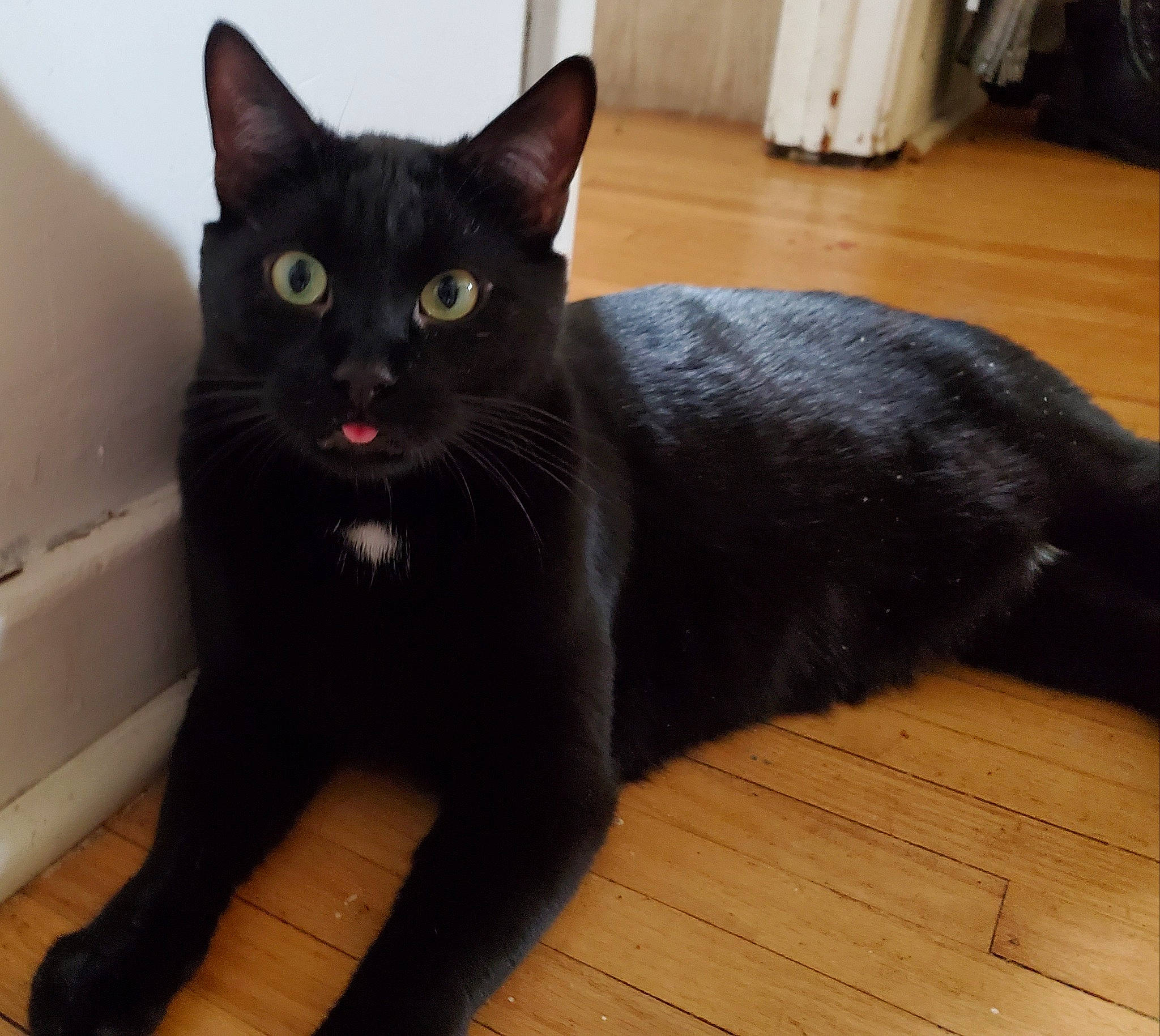 Kol joined the competition — help win amazing prizes! black_cat, carnivore, cat, domestic_short_haired_cat, door_mat, felidae, floor, flooring, fur, grey, hardwood, laminate_flooring, paw, small_to_medium_sized_cats, snout, tail, terrestrial_animal, whiskers, wood, wood_flooring