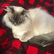 Trixie is registered to the contest to win money with this photo: animal, black, blanket, cat, checkered, cozy, cute, domestic, fluffy, fur, indoor, mammal, pet, red, relaxed, resting, sleeping, soft, tail, whiskers