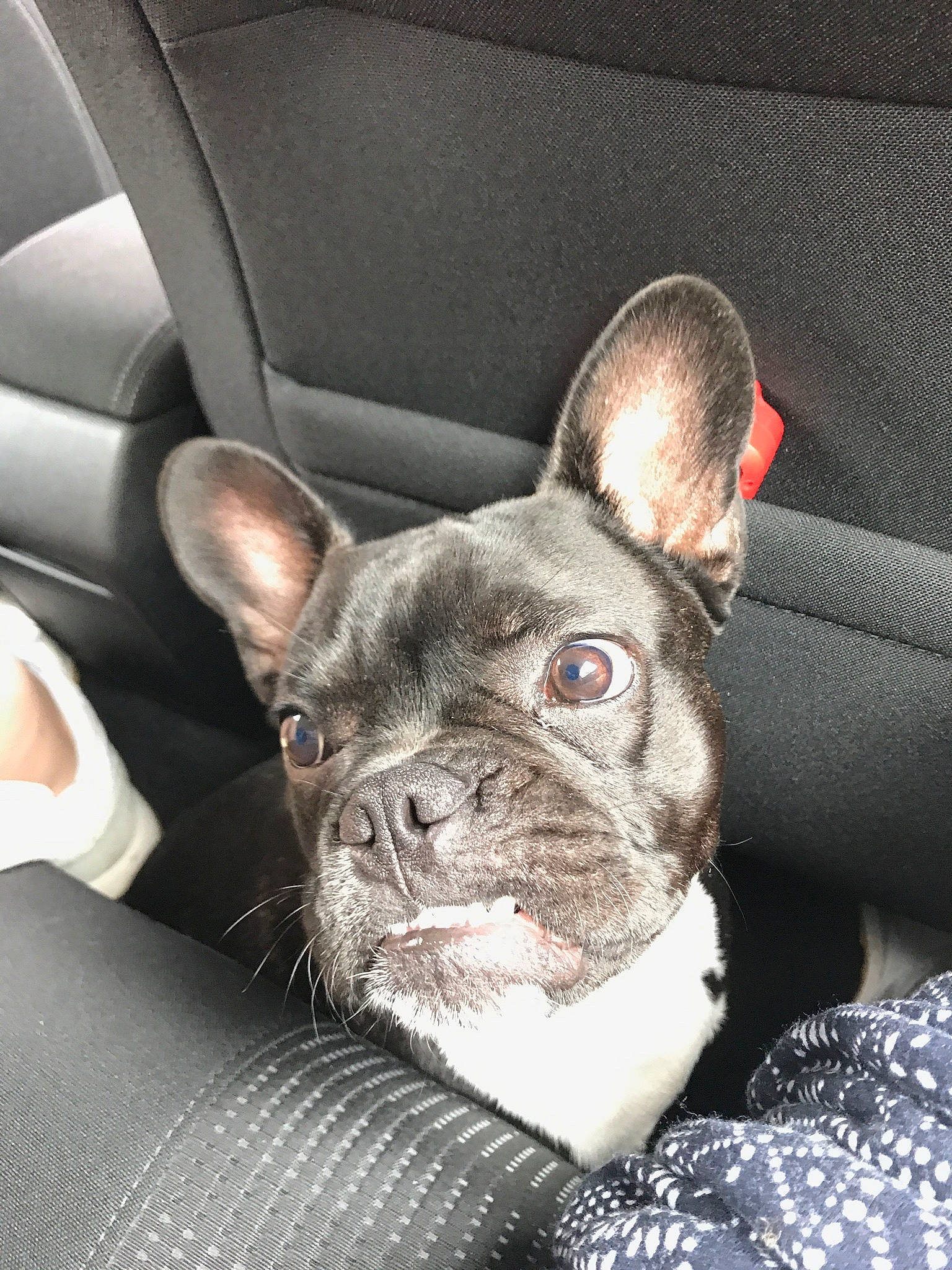 Malcolm participe au concours pour gagner de l'argent avec cette photo : bulldog, canidae, car_seat, carnivore, comfort, dog, dog_breed, fawn, french_bulldog, liver, neck, non_sporting_group, organ, skin, snout, toy_dog, vehicle_door, vertebrate, whiskers, working_animal