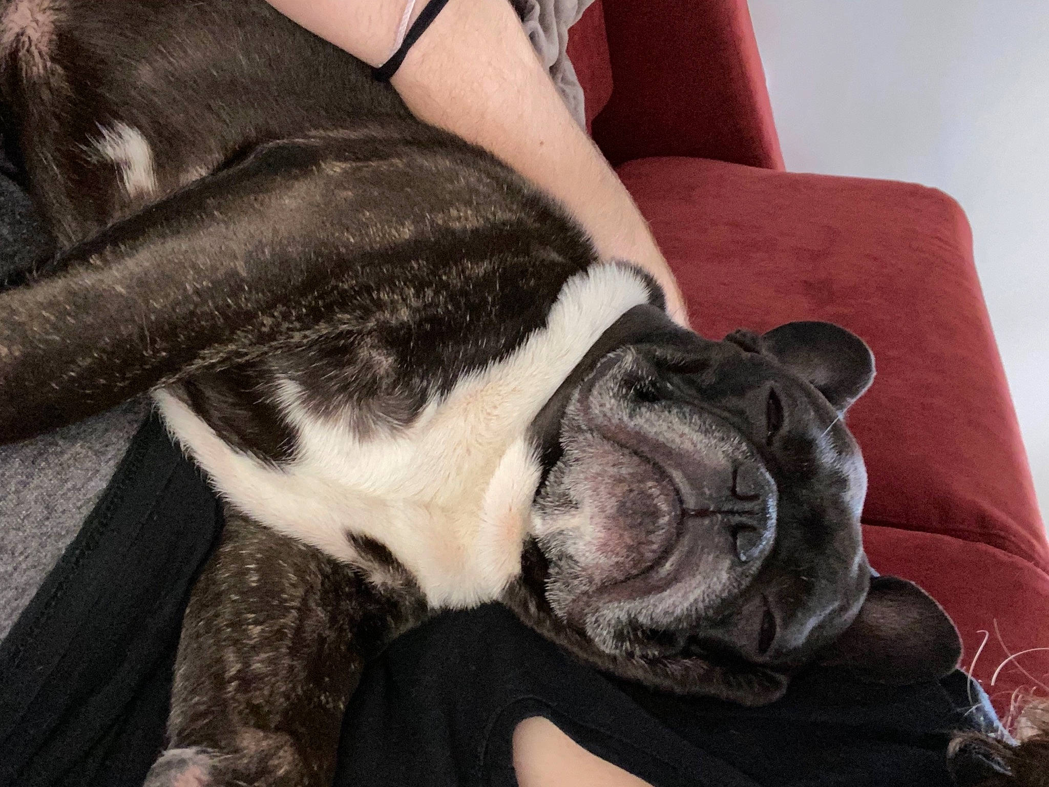 Malcolm a rejoint le concours — aidez-le/la à gagner de superbes lots ! boston_terrier, bracelet, bulldog, canidae, carnivore, comfort, companion_dog, dog, dog_breed, fawn, french_bulldog, fur, non_sporting_group, old_english_bulldog, snout, terrestrial_animal, toy_dog, vertebrate, whiskers, working_animal