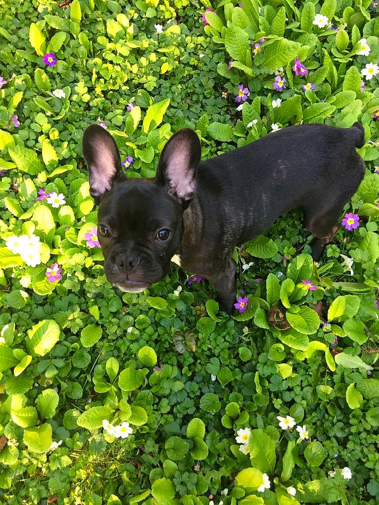 Malcolm a rejoint le concours — aidez-le/la à gagner de superbes lots ! annual_plant, canidae, carnivore, companion_dog, dog, dog_breed, fawn, green, groundcover, herbaceous_plant, leaf, mammal, non_sporting_group, puppy, shrub, snout, toy_dog, working_animal