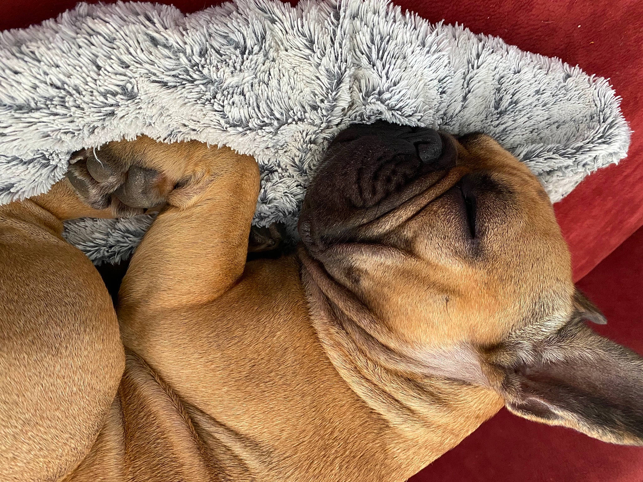 Nikki a rejoint le concours — aidez-le/la à gagner de superbes lots ! companion_dog, dog, dog_breed, fawn, fur, molosser, natural_material, old_english_bulldog, plush, pug, snout, stuffed_toy, terrestrial_animal, toy_dog, working_animal, wrinkle