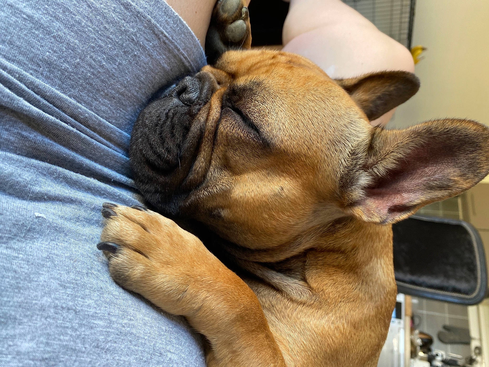 Nikki participe au concours pour gagner de l'argent avec cette photo : automotive_mirror, bulldog, canidae, carnivore, comfort, companion_dog, dog, dog_breed, fawn, liver, mammal, old_english_bulldog, rear_view_mirror, skin, snout, tan, vertebrate, whiskers, working_animal, wrinkle