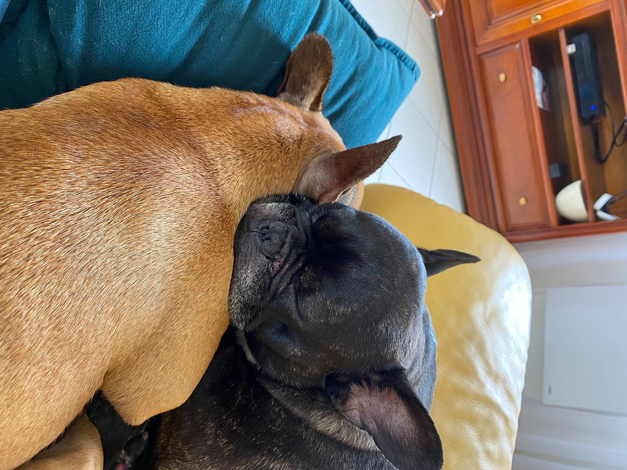 Malcolm-nikki a rejoint le concours — aidez-le/la à gagner de superbes lots ! cabinetry, canidae, carnivore, comfort, companion_dog, dog, dog_breed, door_handle, fawn, liver, non_sporting_group, snout, terrestrial_animal, wood_stain, working_animal