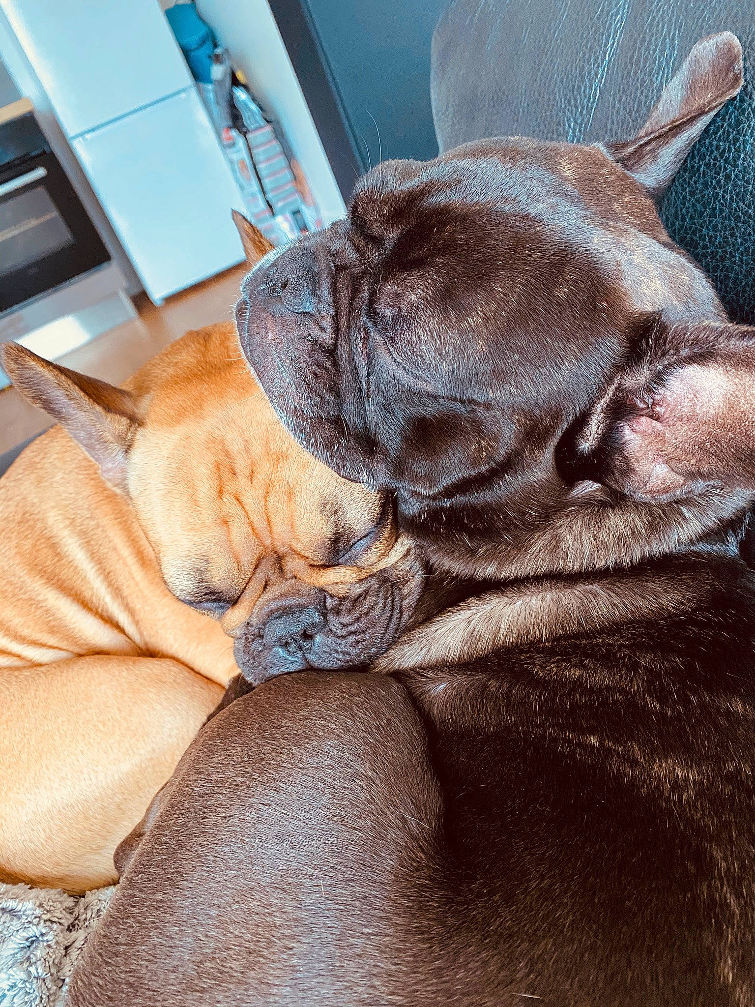 Malcolm-nikki participe au concours pour gagner de l'argent avec cette photo : cabinetry, canidae, carnivore, companion_dog, dog, dog_breed, fawn, home_appliance, kitchen_appliance, liver, major_appliance, mammal, molosser, old_english_bulldog, refrigerator, snout, sporting_group, working_animal, working_dog, wrinkle