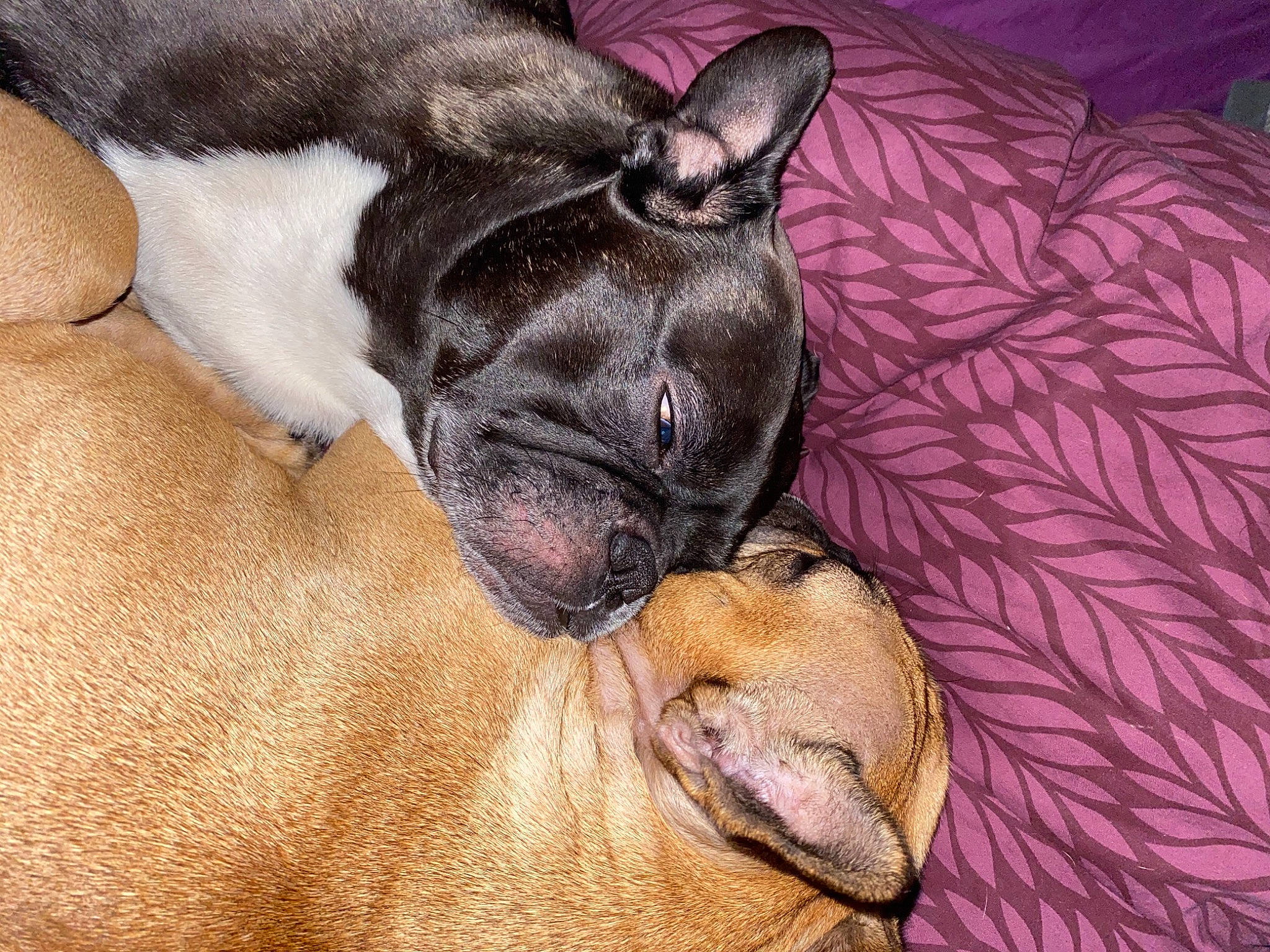 Malcolm-nikki a rejoint le concours — aidez-le/la à gagner de superbes lots ! canidae, carnivore, comfort, companion_dog, dog, dog_breed, fawn, mammal, non_sporting_group, skin, snout, sporting_group, vertebrate, whiskers, working_animal, working_dog, wrinkle