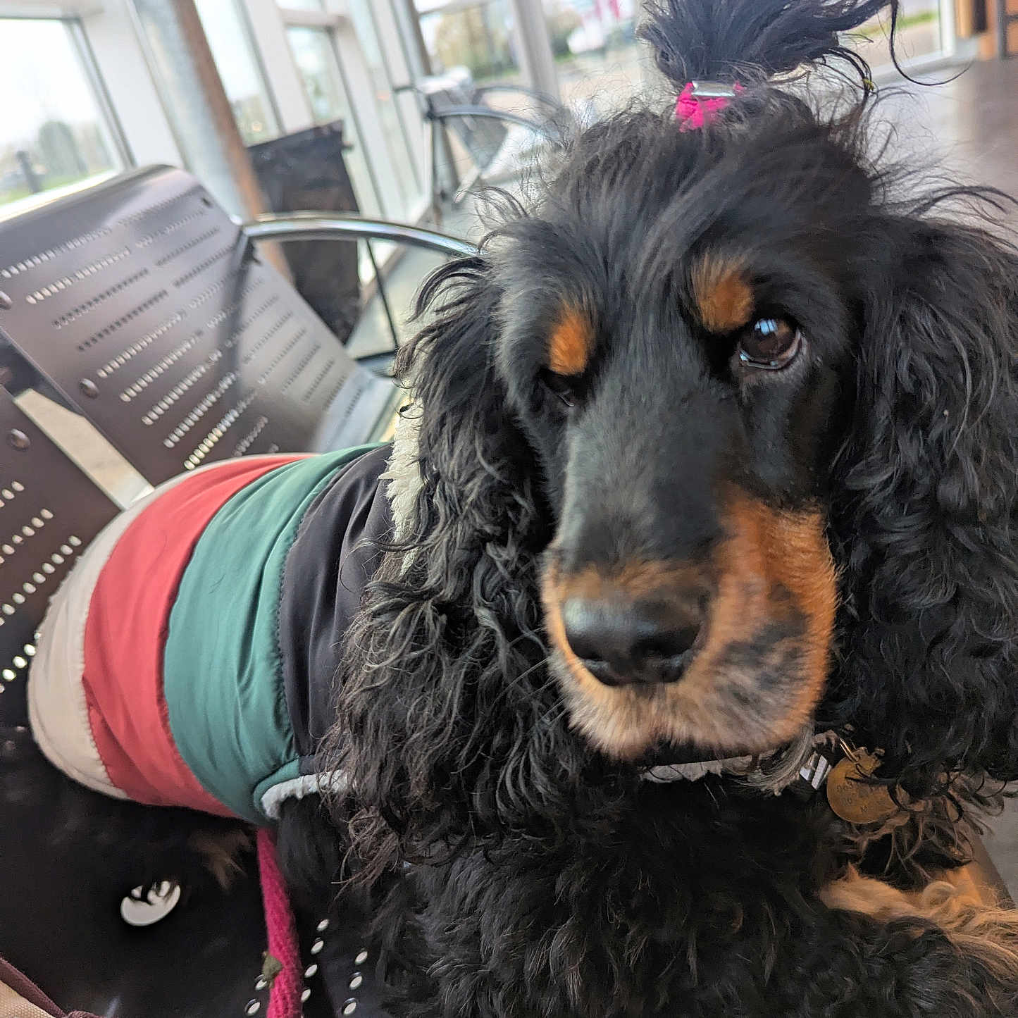 Tilly participe au concours pour gagner de l'argent avec cette photo : dog, pet, black_dog, curly_fur, pink_hair_tie, jacket, bench, indoor, window, leash, metal_bench, modern_building, portrait, close_up, animal, fur, cute, seated, daylight, looking_away