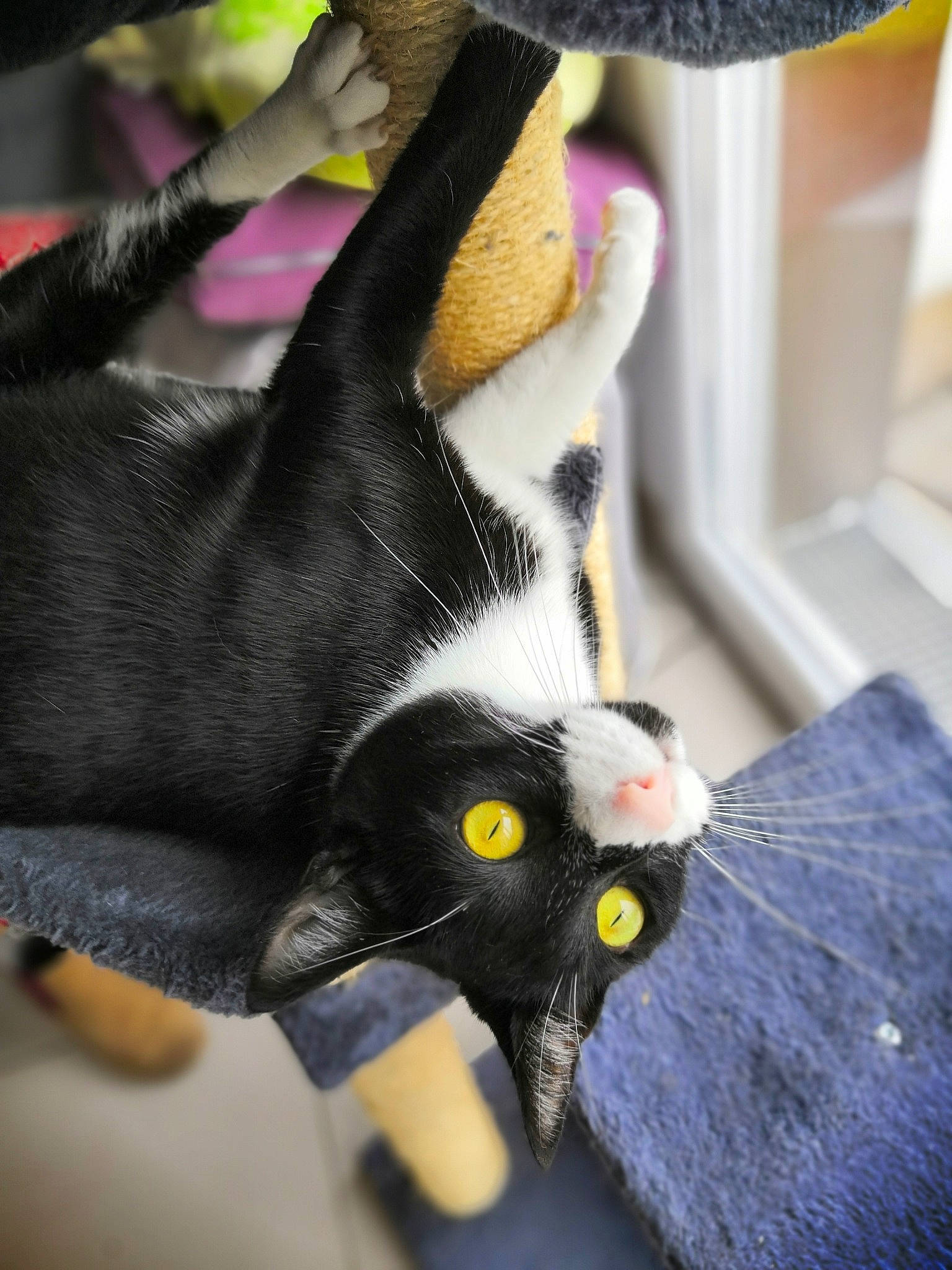 Flèche participe au concours pour gagner de l'argent avec cette photo : black_cat, carnivore, cat, claw, comfort, fashion_accessory, felidae, fur, gesture, hand, hat, headgear, nail, purple, small_to_medium_sized_cats, snout, tail, whiskers, wrist, yellow