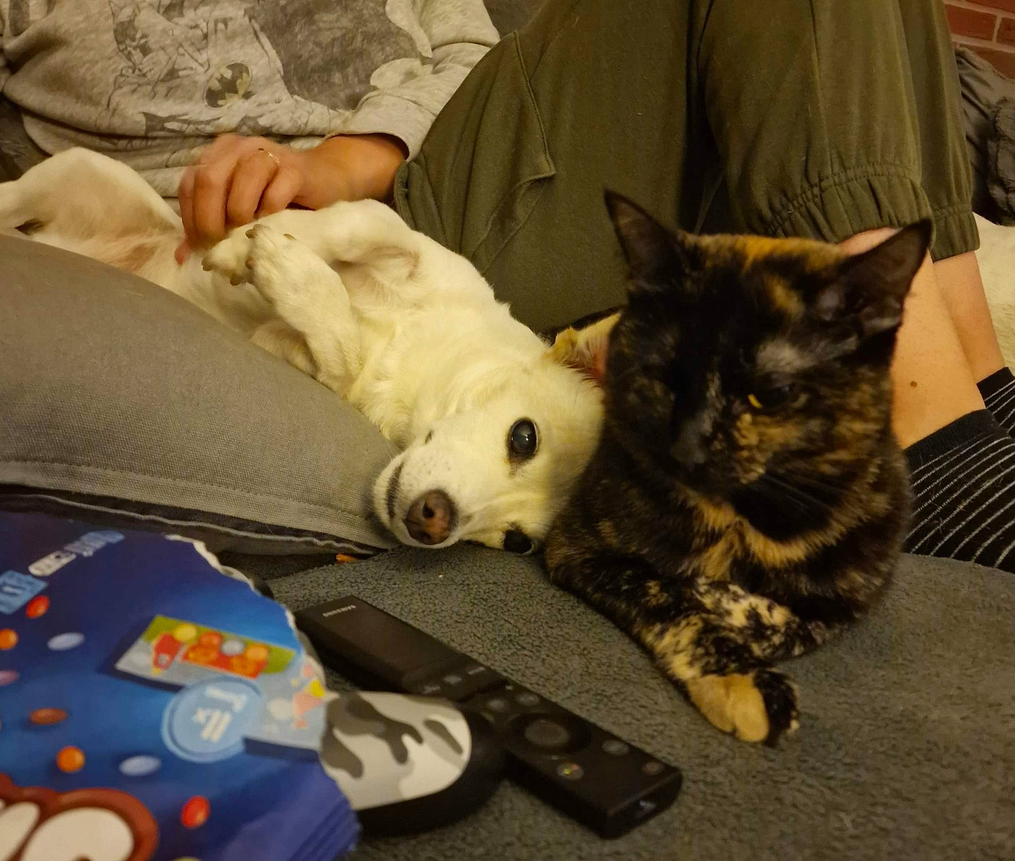 Raya a rejoint le concours — aidez-le/la à gagner de superbes lots ! bag, canidae, carnivore, cat, comfort, companion_dog, couch, domestic_short_haired_cat, felidae, fur, lap, linens, luggage_and_bags, nap, paw, remote_control, small_to_medium_sized_cats, stuffed_toy, tail, whiskers