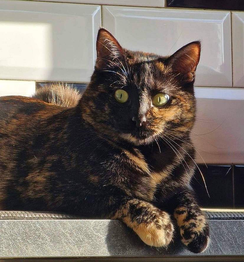 Raya participe au concours pour gagner de l'argent avec cette photo : box, carnivore, cat, claw, comfort, domestic_short_haired_cat, felidae, foot, fur, paw, sitting, small_to_medium_sized_cats, tail, terrestrial_animal, whiskers