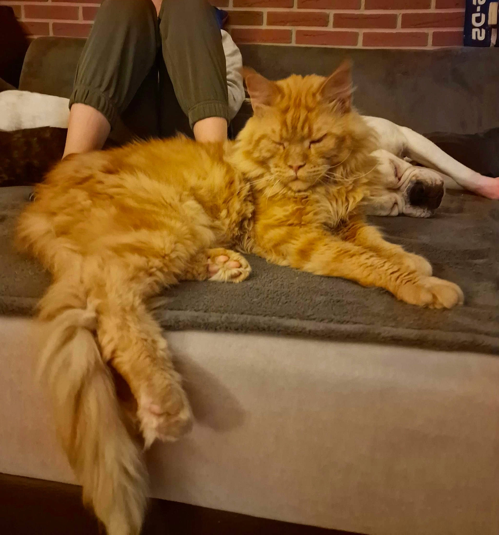 Mozart participe au concours pour gagner de l'argent avec cette photo : bed, carnivore, cat, chair, claw, comfort, companion_dog, domestic_short_haired_cat, fawn, felidae, fur, lap, nap, paw, sitting, sleep, small_to_medium_sized_cats, snout, tail, whiskers