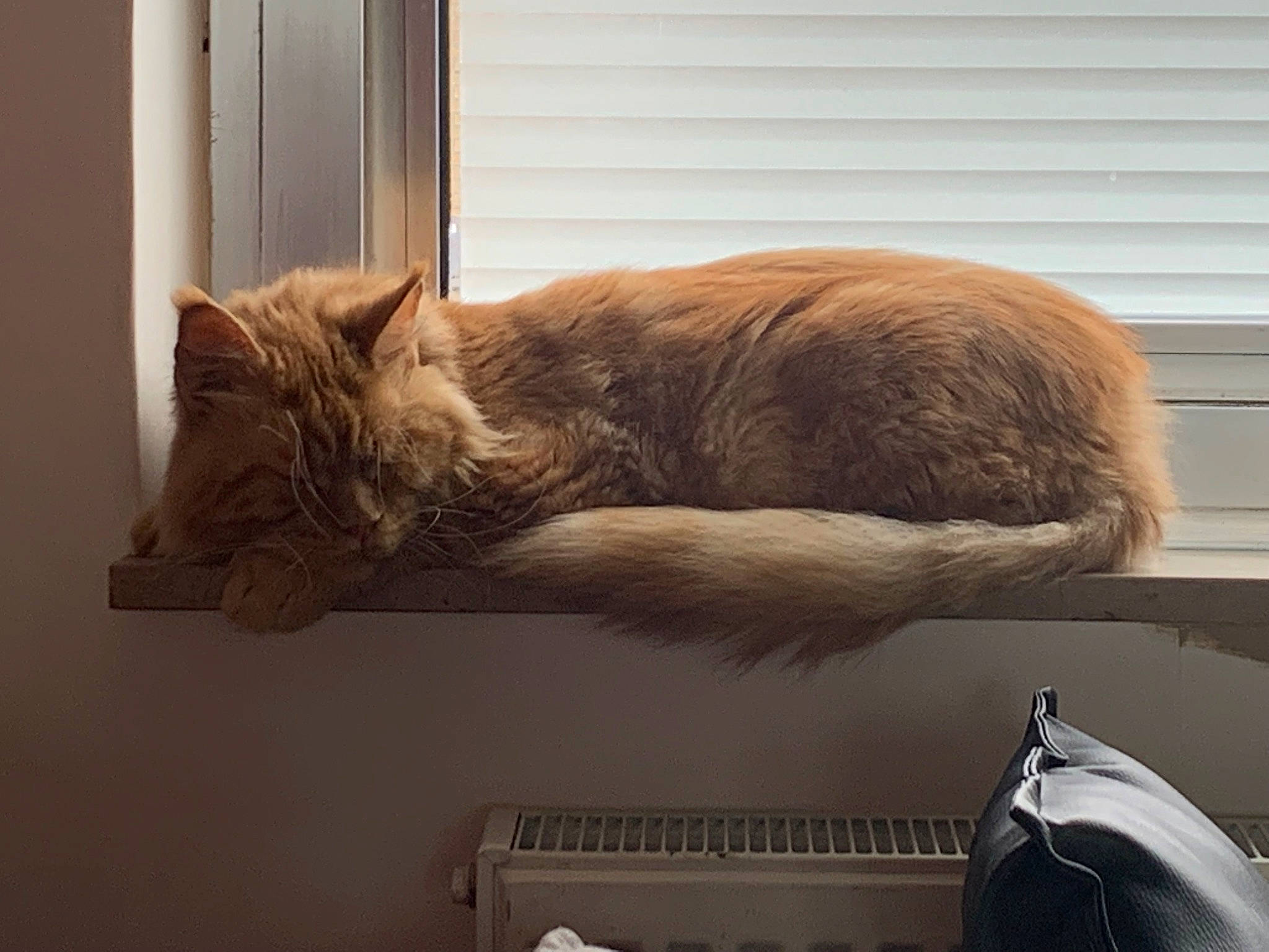 Mozart participe au concours pour gagner de l'argent avec cette photo : automotive_design, bag, carnivore, cat, comfort, domestic_short_haired_cat, fawn, felidae, flowerpot, fur, hardwood, mouse, room, small_to_medium_sized_cats, tail, whiskers, window, wood