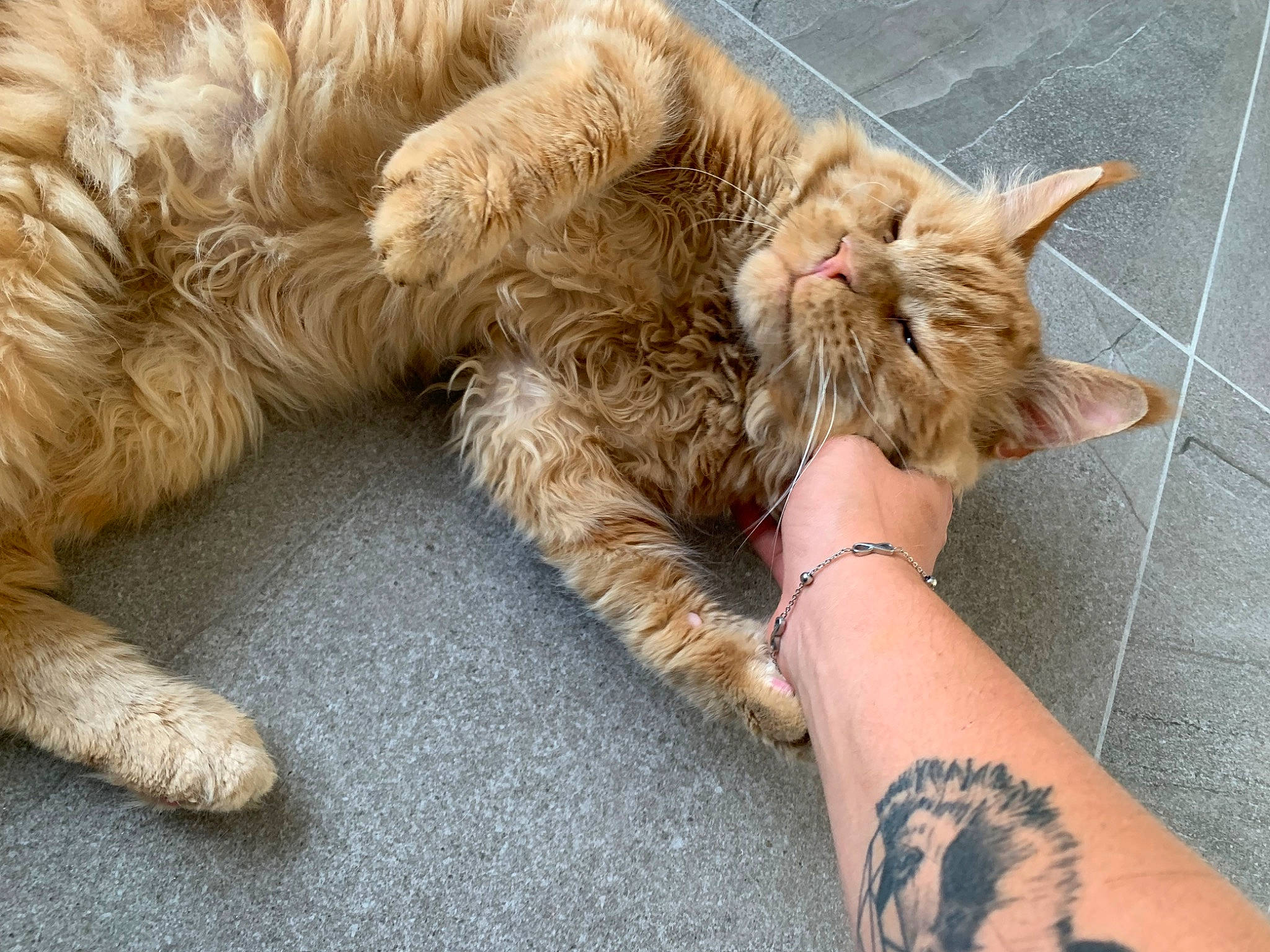 Mozart a rejoint le concours — aidez-le/la à gagner de superbes lots ! carnivore, cat, claw, comfort, domestic_short_haired_cat, fawn, felidae, foot, fur, gesture, human_leg, nap, paw, small_to_medium_sized_cats, snout, tail, terrestrial_animal, toe, whiskers, wrist