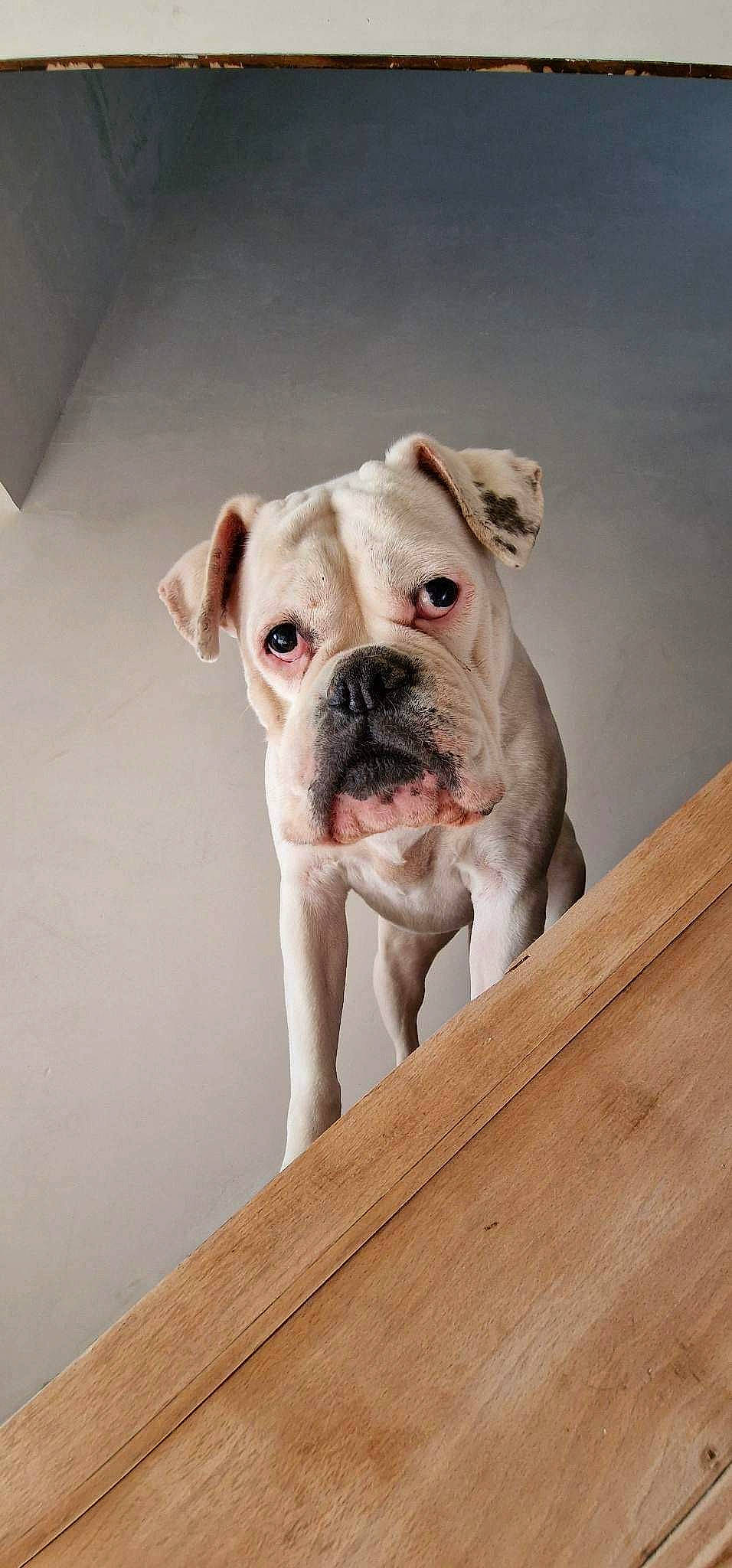 Zelda participe au concours pour gagner de l'argent avec cette photo : canidae, carnivore, collar, companion_dog, dog, dog_breed, dog_collar, fawn, non_sporting_group, pet_supply, snout, sporting_group, wood, working_animal, working_dog, wrinkle