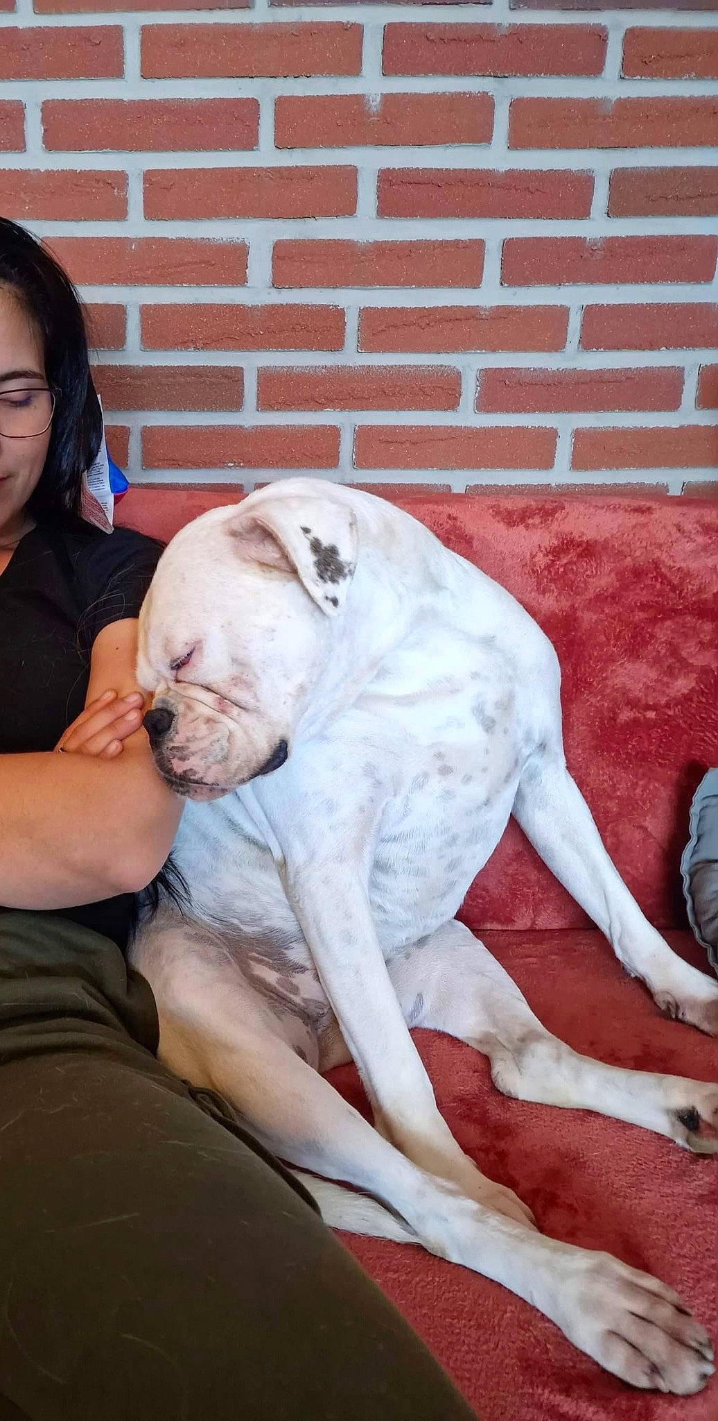 Zelda participe au concours pour gagner de l'argent avec cette photo : brick, brickwork, canidae, carnivore, comfort, companion_dog, dog, dog_breed, fawn, flesh, fur, guard_dog, human_leg, molosser, sitting, smile, snout, sporting_group, working_animal, wrinkle