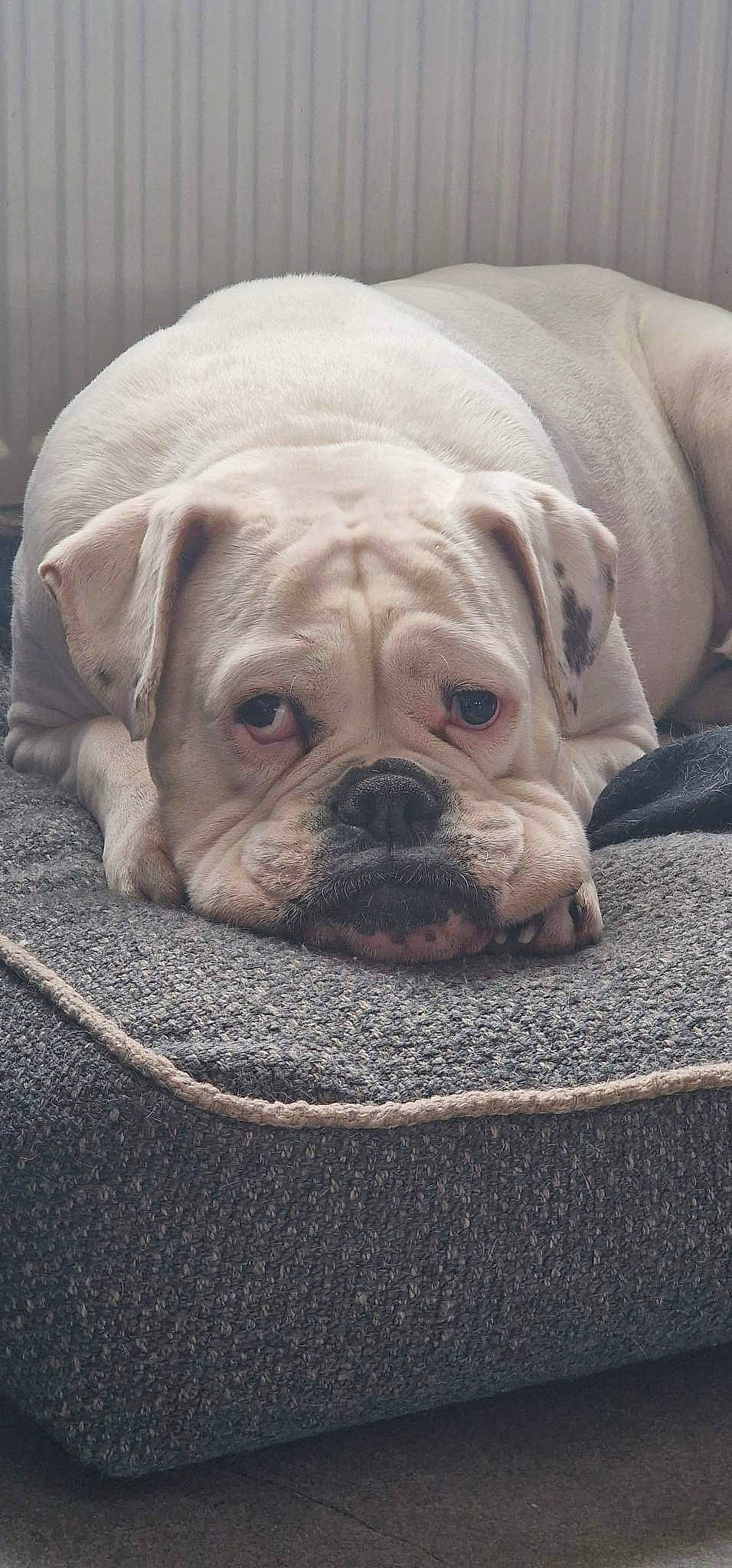 Zelda a rejoint le concours — aidez-le/la à gagner de superbes lots ! bored, bulldog, canidae, carnivore, comfort, companion_dog, dog, dog_breed, fawn, fur, jaw, puppy, snout, sporting_group, terrestrial_animal, toy_dog, whiskers, white_english_bulldog, working_animal, wrinkle