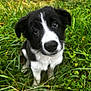 puppy, dog, black_and_white, grass, outdoor, cute, pet, animal, nature, young, fur, face, ears, eyes, sitting, portrait, adorable, whiskers, green, curious