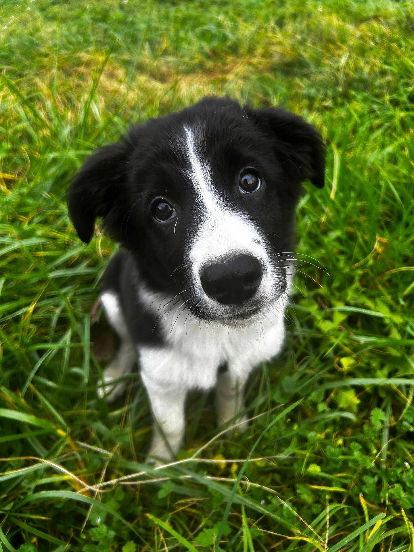 Aito a rejoint le concours — aidez-le/la à gagner de superbes lots ! puppy, dog, black_and_white, grass, outdoor, cute, pet, animal, nature, young, fur, face, ears, eyes, sitting, portrait, adorable, whiskers, green, curious