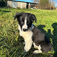 Aito participe au concours pour gagner de l'argent avec cette photo : puppy, dog, grass, outdoor, sunlight, black_and_white, cute, animal, pet, nature, field, young_dog, canine, sitting, ears, fur, rural, daylight, shadow, sky