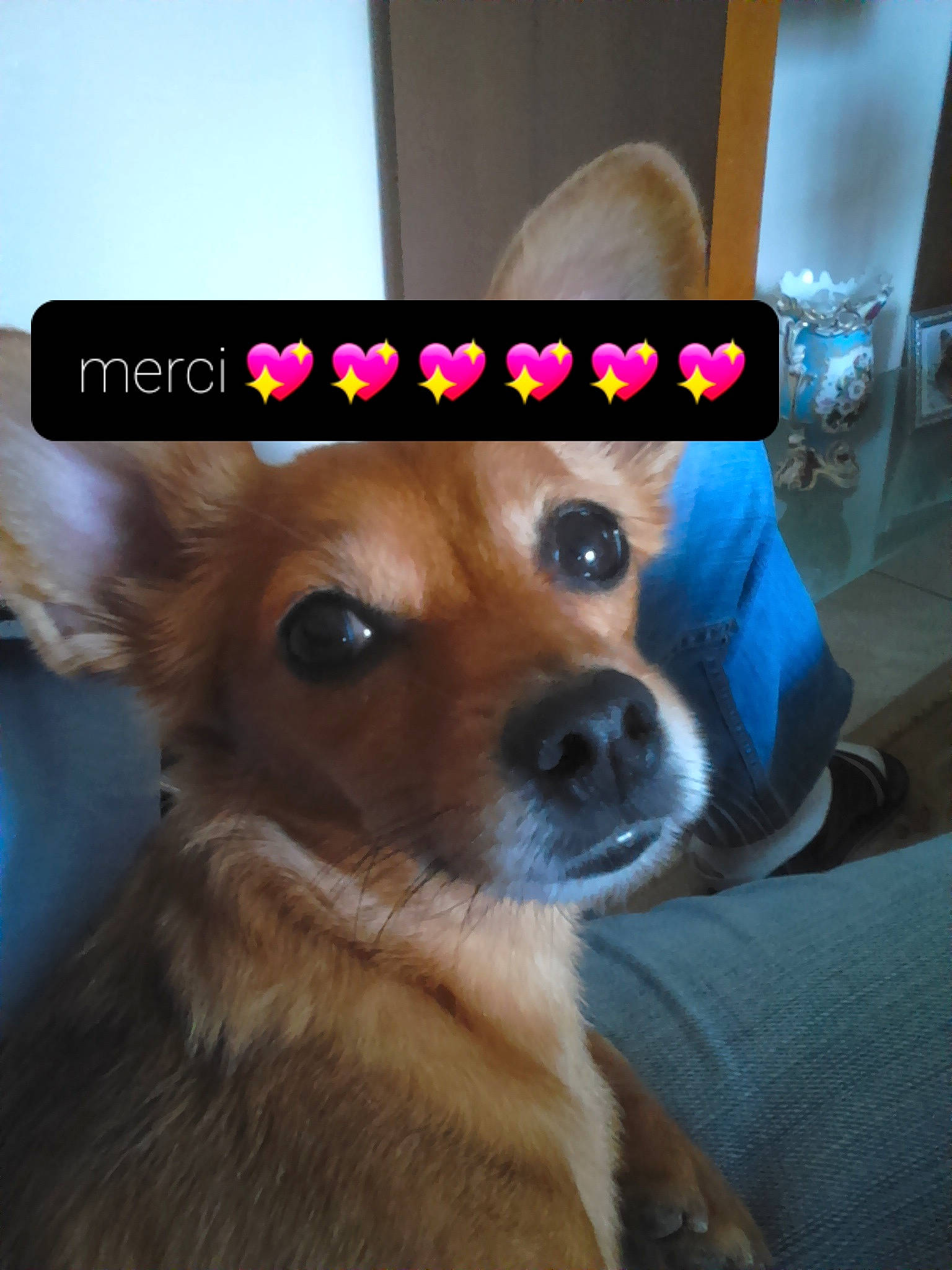 Snoppy participe au concours pour gagner de l'argent avec cette photo : canidae, carnivore, collar, companion_dog, dog, dog_breed, dog_collar, dog_supply, ear, fashion_accessory, fawn, fur, party_hat, pet_supply, pomeranian, selfie, snout, spitz, toy_dog, whiskers