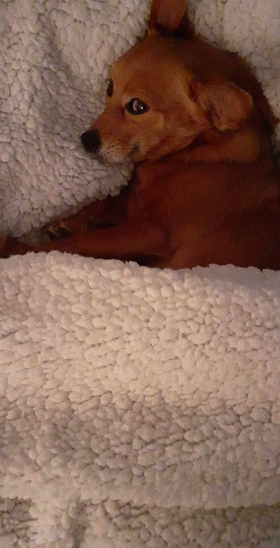 Snoppy a rejoint le concours — aidez-le/la à gagner de superbes lots ! carnivore, comfort, companion_dog, couch, dog, dog_breed, dog_supply, fawn, flooring, fur, german_spitz_mittel, linens, liver, snout, spitz, terrestrial_animal, toy_dog, whiskers, wood, working_animal