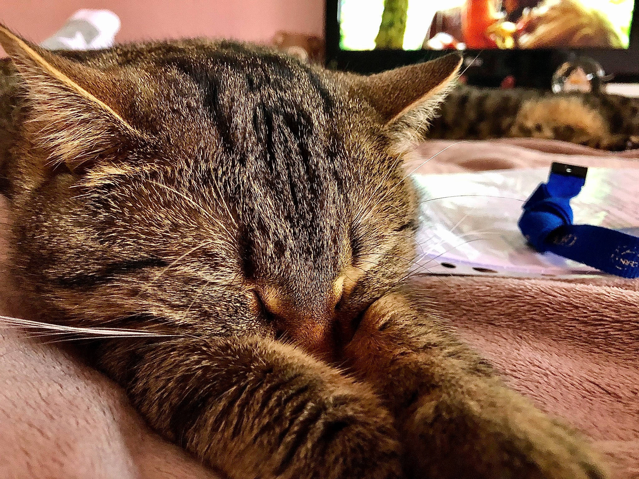 Maïko a rejoint le concours — aidez-le/la à gagner de superbes lots ! asian, california_spangled, carnivore, cat, close_up, domestic_short_haired_cat, dragon_li, ear, european_shorthair, eye, felidae, fur, hand, kitten, nap, nose, pixie_bob, small_to_medium_sized_cats, tabby_cat, whiskers